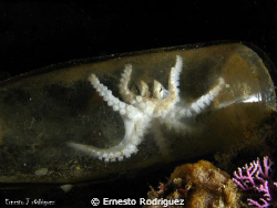 another octopus photo in your home by Ernesto Rodriguez 